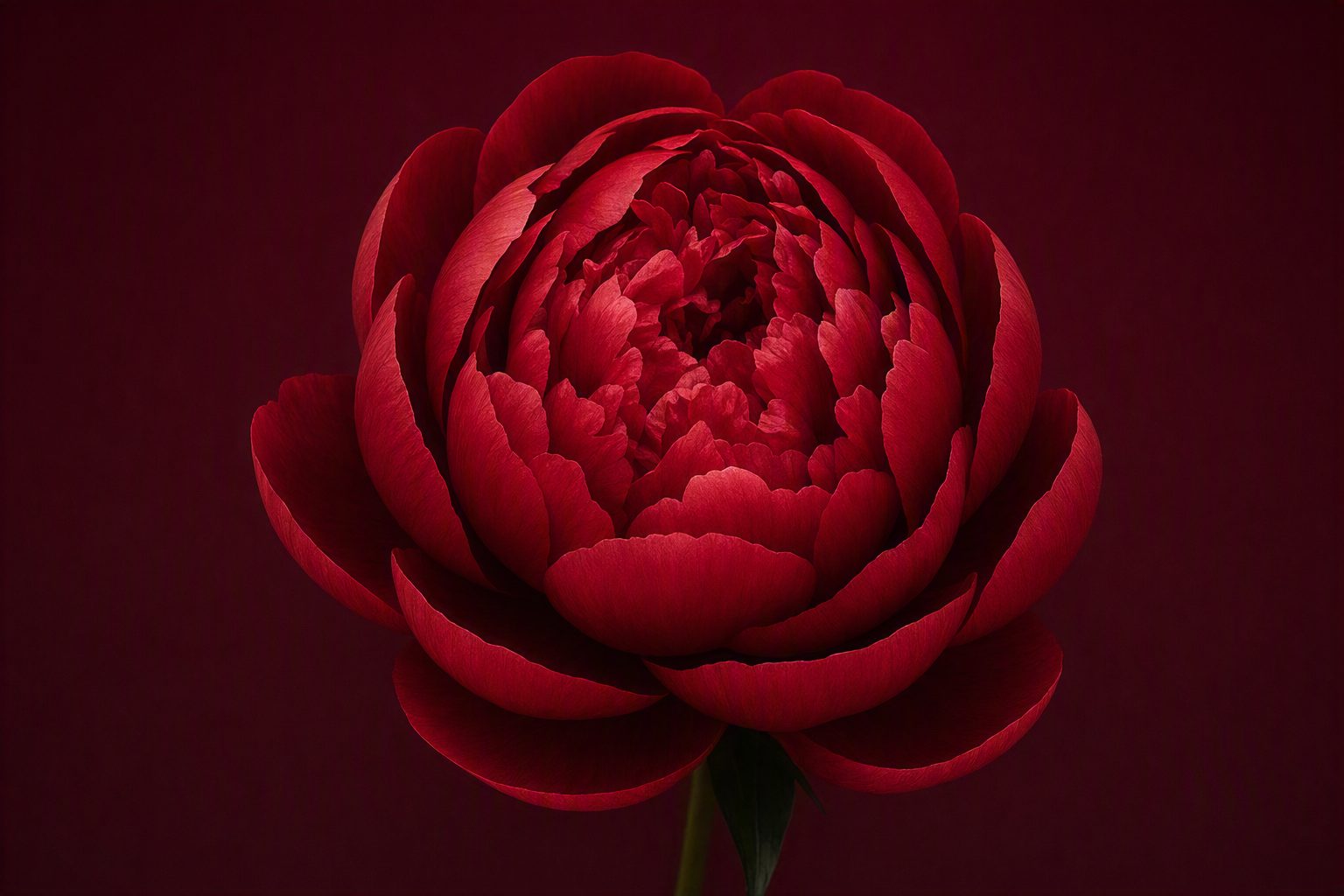 Roses after rain