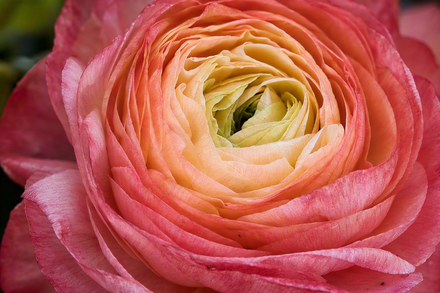 Macro photograph of a peach ranunculus, showing delicate petal texture and color transitions